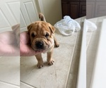 Small #11 Chinese Shar-Pei
