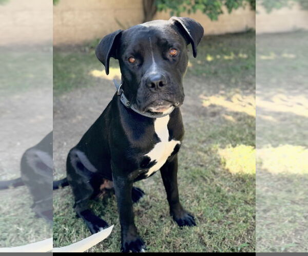 Medium Photo #4 Boxer-Unknown Mix Puppy For Sale in San Bernardino , CA, USA