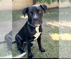 Fred - Male Boxer-Unknown Mix Dog for Adoption - Photo #4