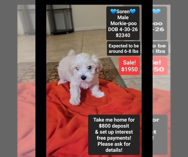 Medium Photo #1 Morkie Poo (Toy) Puppy For Sale in TUCSON, AZ, USA