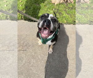 American Bulldog-Unknown Mix Dogs for adoption in Katy, TX, USA
