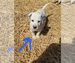 Small Photo #8 Dalmatian Puppy For Sale in RICHLAND, IN, USA