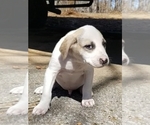 Puppy 6 American Pit Bull Terrier-Great Pyrenees Mix