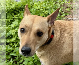 Labrador Retriever-Unknown Mix Dogs for adoption in Jefferson, NJ, USA