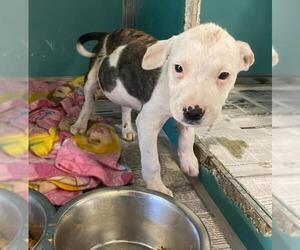 American Staffordshire Terrier-Unknown Mix Dogs for adoption in San Antonio, TX, USA