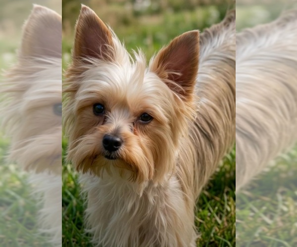 Medium Photo #1 Yorkshire Terrier Puppy For Sale in PLACITAS, NM, USA