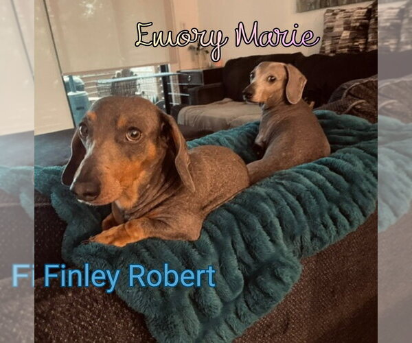 Medium Photo #4 Dachshund Puppy For Sale in San Antonio, TX, USA