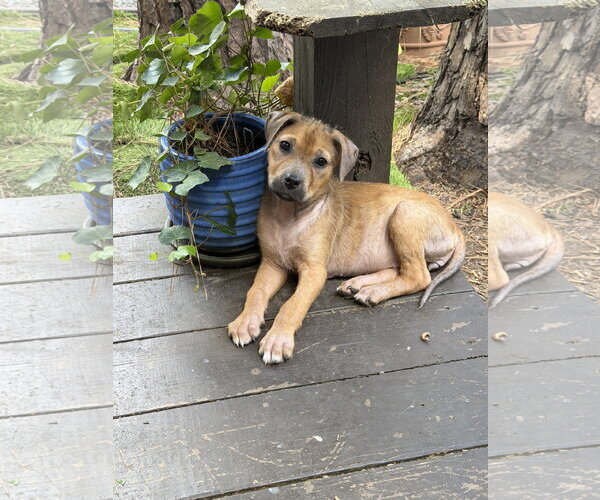 Medium Photo #1 German Shepherd Dog-Unknown Mix Puppy For Sale in The Woodlands, TX, USA