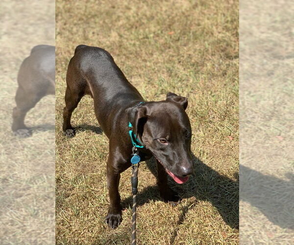 Medium Photo #6 American Pit Bull Terrier-Labrador Retriever Mix Puppy For Sale in Rockaway, NJ, USA