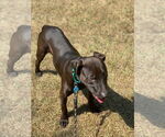 Small #5 American Pit Bull Terrier-Labrador Retriever Mix