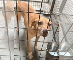 Mutt Dogs for adoption in Jackson, MS, USA