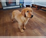 Small Photo #2 Golden Retriever Puppy For Sale in FALCON, CO, USA