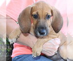 Small #1 Treeing Walker Coonhound Mix