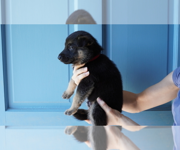 Medium Photo #1 German Shepherd Dog Puppy For Sale in TARBORO, NC, USA