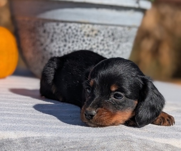 Medium Photo #30 Dachshund Puppy For Sale in GOSHEN, IN, USA