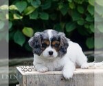 Small #3 Cavapoo