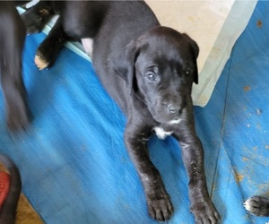 Daniff Puppy for sale in ANZA, CA, USA