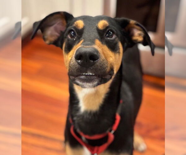 Medium Photo #3 Mutt Puppy For Sale in Canton, CT, USA