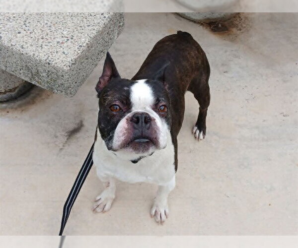 Medium Photo #1 Boston Terrier Puppy For Sale in Martinez, CA, USA