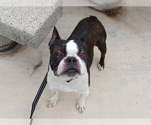 Boston Terrier Dogs for adoption in Martinez, CA, USA