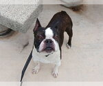 Small Boston Terrier