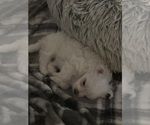 Puppy Puppy 2 Maltese