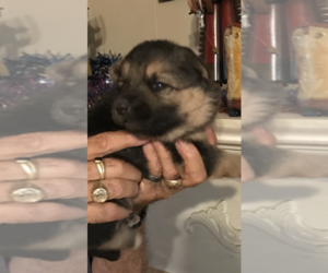 German Shepherd Dog Puppy for sale in S BRUNSWICK, NC, USA