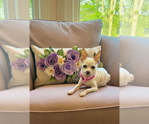 Medium Photo #5 Chihuahua Puppy For Sale in Arlington, VA, USA