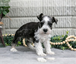 Small Photo #24 Schnauzer (Miniature) Puppy For Sale in BALTIC, OH, USA