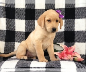 Labrenees Puppy for sale in LAKELAND, FL, USA