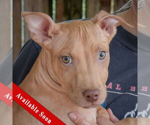 American Staffordshire Terrier Dogs for adoption in Huntley, IL, USA
