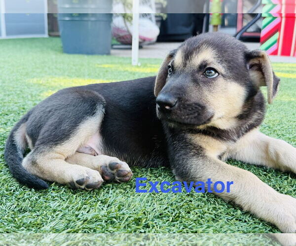 Medium Photo #1 Shepradors Puppy For Sale in Mission Viejo, CA, USA