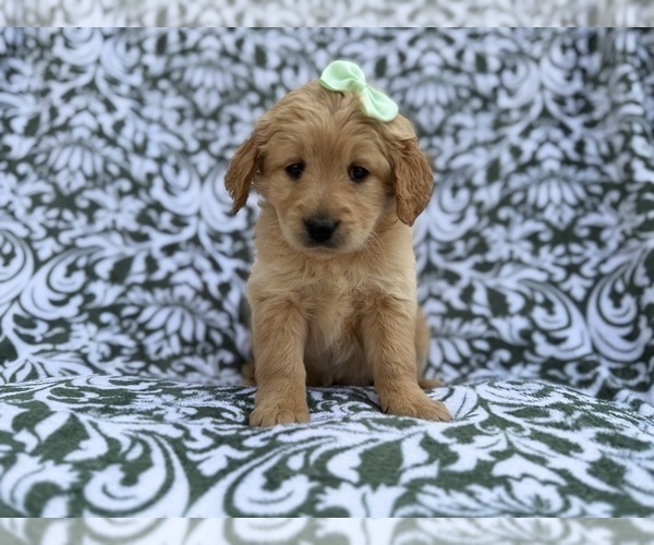Medium Photo #7 Goldendoodle Puppy For Sale in LAKELAND, FL, USA
