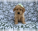 Small #6 Goldendoodle