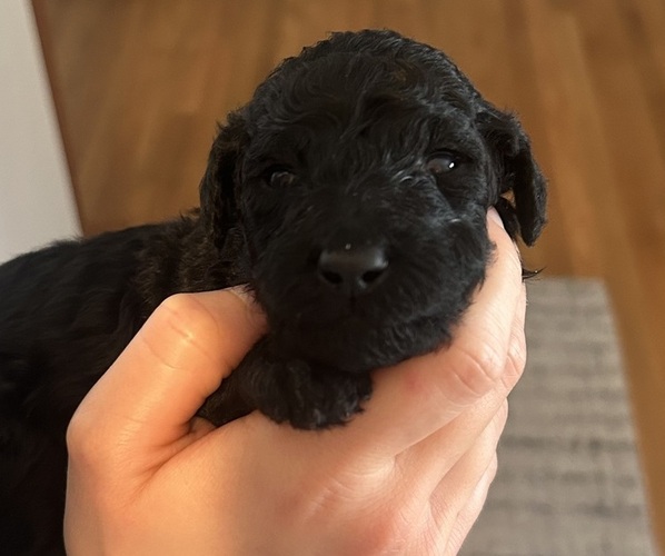 Medium Photo #5 Poodle (Standard) Puppy For Sale in NEW ULM, MN, USA