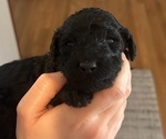 Small #4 Poodle (Standard)
