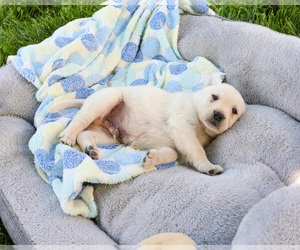 Labrador Retriever Puppy for sale in SYRACUSE, IN, USA