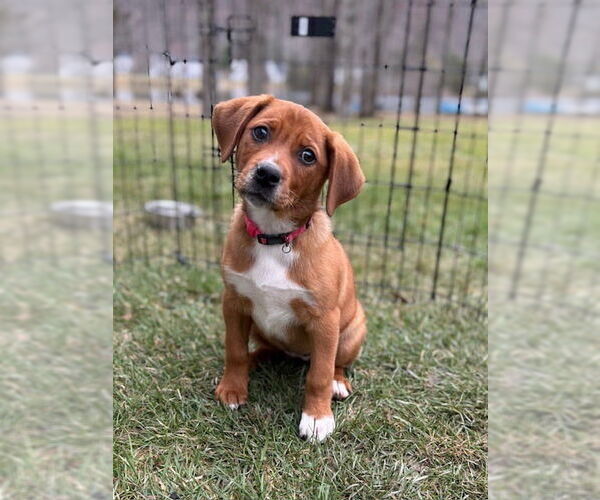 Medium Photo #3 Labrador Retriever-Unknown Mix Puppy For Sale in Brewster, NY, USA