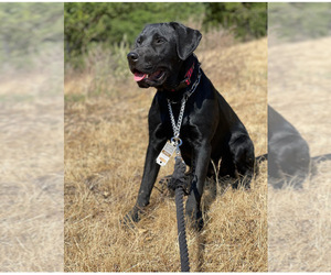 Father of the Labrador Retriever puppies born on 09/25/2025