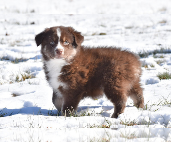 Medium Photo #2 Australian Shepherd Puppy For Sale in EASTON, MO, USA