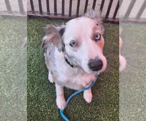 Medium Photo #2 Australian Shepherd-Unknown Mix Puppy For Sale in Rockwall, TX, USA
