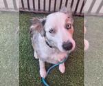 Small #1 Australian Shepherd Mix