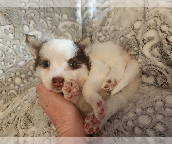 Medium Photo #24 Pomsky Puppy For Sale in DALLAS, NC, USA