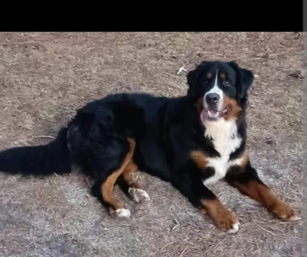 Medium Photo #1 Bernese Mountain Dog Puppy For Sale in TAYLORSVILLE, NC, USA