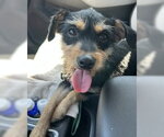Small #2 Mutt