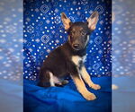 Small #1 Australian Kelpie Mix