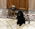 Small Photo #3 Saint Berdoodle Puppy For Sale in SPRINGVILLE, CA, USA