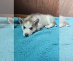 Small #11 Australian Shepherd-Siberian Husky Mix