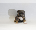 Small Photo #2 American Bully Puppy For Sale in BRANDYWINE, MD, USA
