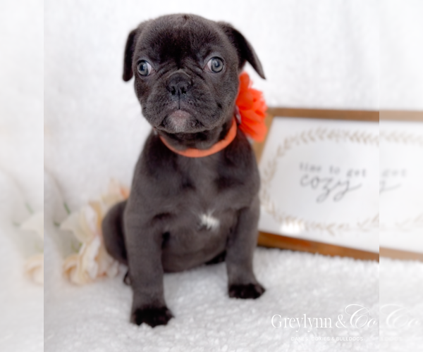 Medium Photo #2 French Bulldog Puppy For Sale in NEWARK, TX, USA
